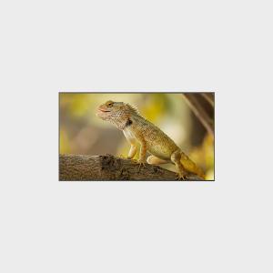 Quality 98 inch High Brirghtness LCD Display 3840*2160 2000nits wholesale
