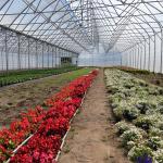 High Tunnel Gutters Air Circulation Multi Span Greenhouse for Flowers Growing