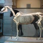Life Size Dinosaur Skeleton Replica Fossils Waterproof / Sunproof