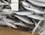 100% Net Weight 100-120g BQF Frozen Whole Sardines