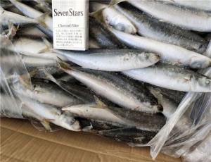 Quality 100% Net Weight 100-120g BQF Frozen Whole Sardines wholesale