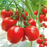 Anti Corrosion Agricultural Greenhouses For Vegetable Production Tomato