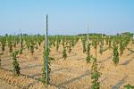 Hot Dipped Galvanised Steel Vineyard Posts For Vineyard / Farming