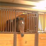 Classic Equine Equestrian Buildings Stall Stable Doors With Bamboo Wood