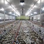 Prefab Steel Structure Chicken House Building , Light Steel Fabricated Building