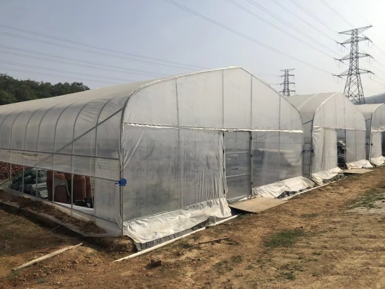 Hot Dip Galvanized Pipe High Tunnel Greenhouse Customizable Agriculture Greenhouse