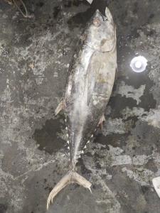 Quality 100% Natural IQF 20kg Up Seafrozen Yellowfin Tuna WR wholesale