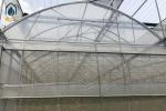 Agriculture Multispan Vegetable Growing Greenhouse Tunnel Multi Span Film