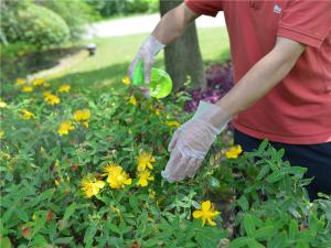 Quality Clear Food Handling 1.0g/Piece Disposable Hdpe Gloves wholesale
