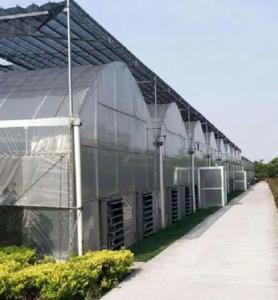 Quality Juxiang Multi-Span Humidity Control Greenhouse for Peppers Film Greenhouse Department wholesale