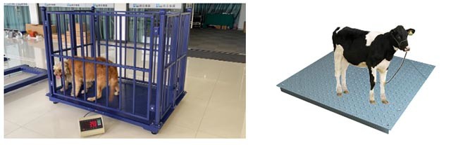 Digital OEM Cattle Weighing Scales 1.2*1.5*1m Industrial