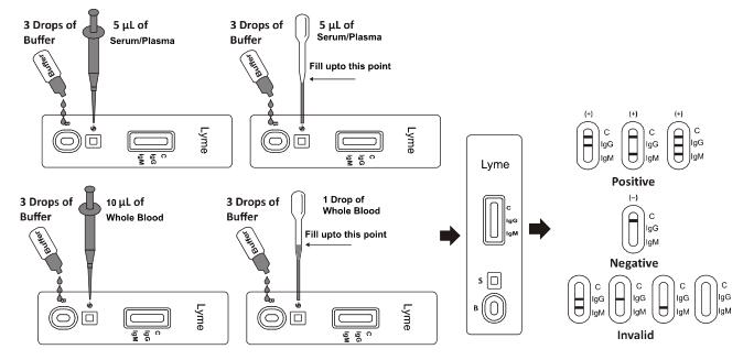 Citest Lyme IgG IgM Rapid Test Cassette Borrelia Infectious Disease Test Kit