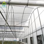 Multi Span Plastic PE Film Agricultural Polytunnel Tomato Strawberry Greenhouse