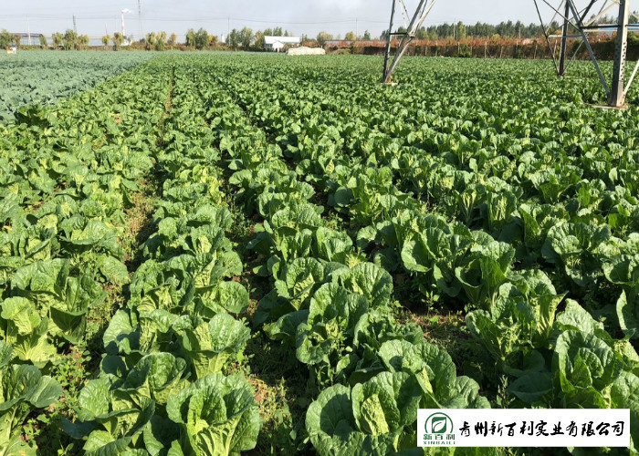 Fiber Shin Flat Head Cabbage No Yellow Flower , Flathead Cabbage HACCP & GAP