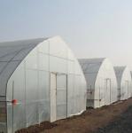 Hot Sale High Tunnel Plastic Single Span Greenhouse Agriculture For Vegetable