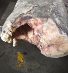 China IQF Super Wholesale Seafrozen Good quality Oilfish Hgt 10kg＋