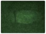 C201 BTZZ-Ⅰ Thermotropic fluorescence instrument for developing sweat fingerprin