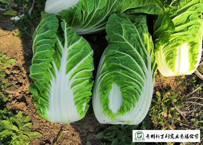 Salad Factory Chinese Cabbage Plant No Pollution Delicious Cold Resistance