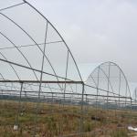 Plastic Film Greenhouse Multi Span Rain Shelter Greenhouse For Plum Growing