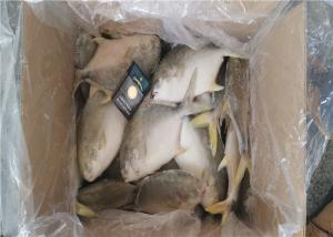 Quality Golden Pomfret Fish Whole Round 300G 400G Fresh Frozen Seafood wholesale