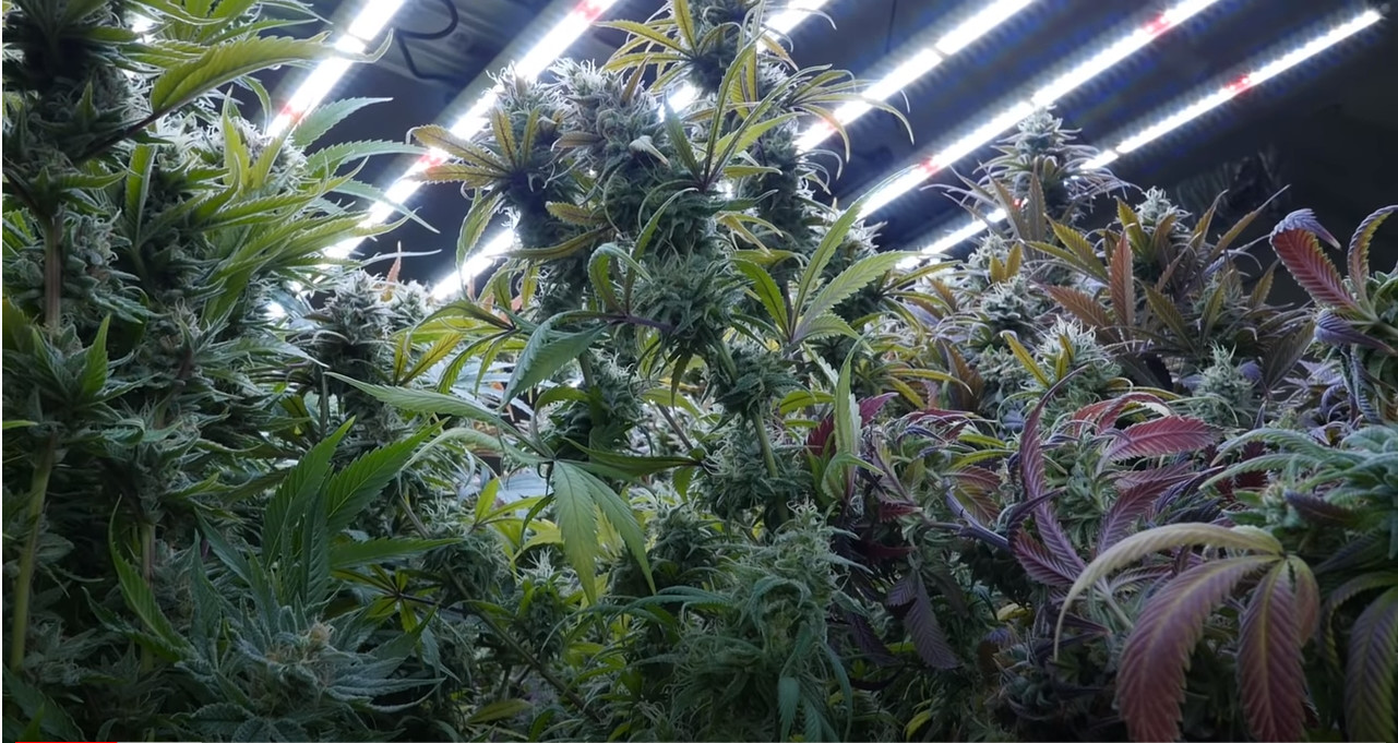 8 Bar 1836μMol/S 3000K Full Spectrum LED Grow Lights