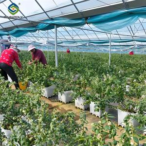 Quality Professional Structure Agricultural Blueberry Greenhouse Customizable wholesale