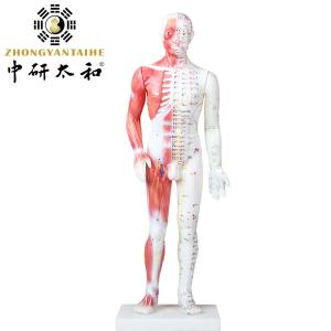 Quality Chinese Acupuncture Body Model With Muscles 60/85/170cm wholesale