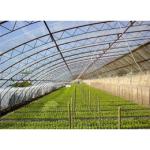 Quilted Outside Insulation Professional Solar Agricultural Greenhouse for Flower