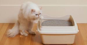 Quality Effective Odor Neutralizing Cat Litter Powder In 25kg Convenient wholesale