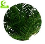 Luxury 400cm Artificial Tropical Tree For Garden Landscaping