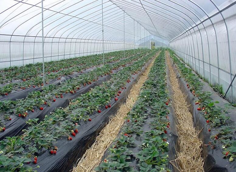 Traditional Polycarbonate Tunnel Greenhouse Snow Load 0.45KN/M2 Rainfall 90mm/H
