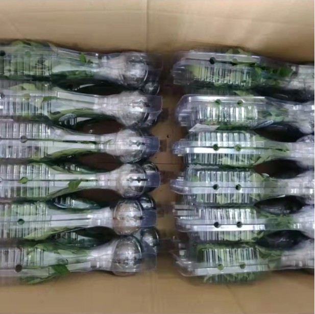 Custom Disposable Clamshell Plant Packaging Box Recyclable PET Plastic for Flower Craft Transportation Protection Plastic Box