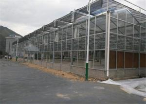 Quality Venlo Type Toughened Glass Greenhouse Hot Galvanized Steel Skeleton Material wholesale