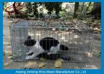 Galvanized / PVC Coated Welded Wire Mesh Fence For Animal Cages Various Length