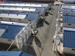 Onsite Inspection Piggery Shed Metal Farm Equipment Buildings