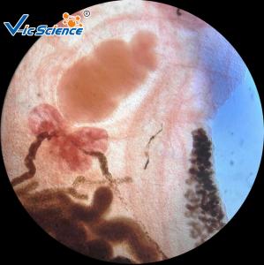 Quality High Grade Parasitology Slides 30 Pcs / Set Parasitology Parepared Slides wholesale