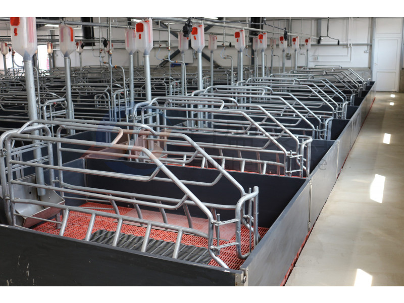 ISO9001 2008/CE/BV Certified Pig Farming Business Plan for Customized Cages and Pen