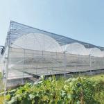 Plastic Film Agricultural High Quality Galvanized Pipe Multi-span Greenhouse