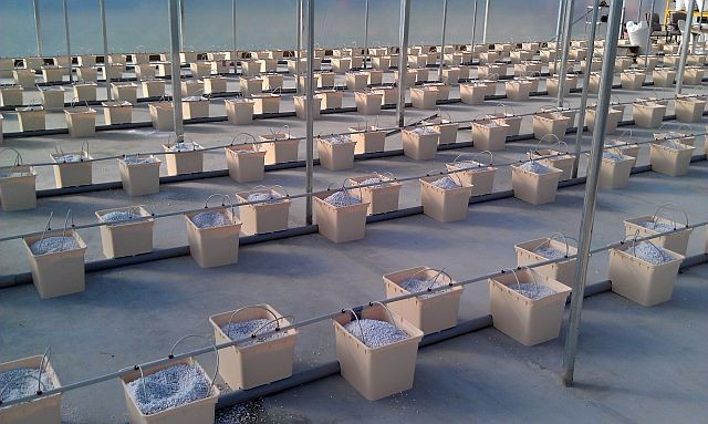 Industrial Greenhouse Hydroponic Vegetable Growing System with 11 liters Volume