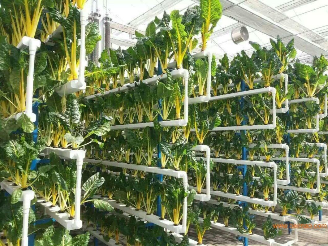 Film Greenhouse Hydroponic Setup for Efficient Farming