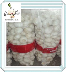 Quality Fresh Garlic White/Normal White Garlic White Garlic In 10Kg Carton wholesale