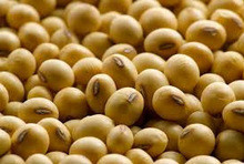 Soybean Meal / Wheat / Pellet Packing Machine 2500*800*2500mm