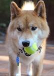 Dog Playing Tennis Ball