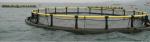 Floating PE100 Fishing Net Cage BSI For Tilapia