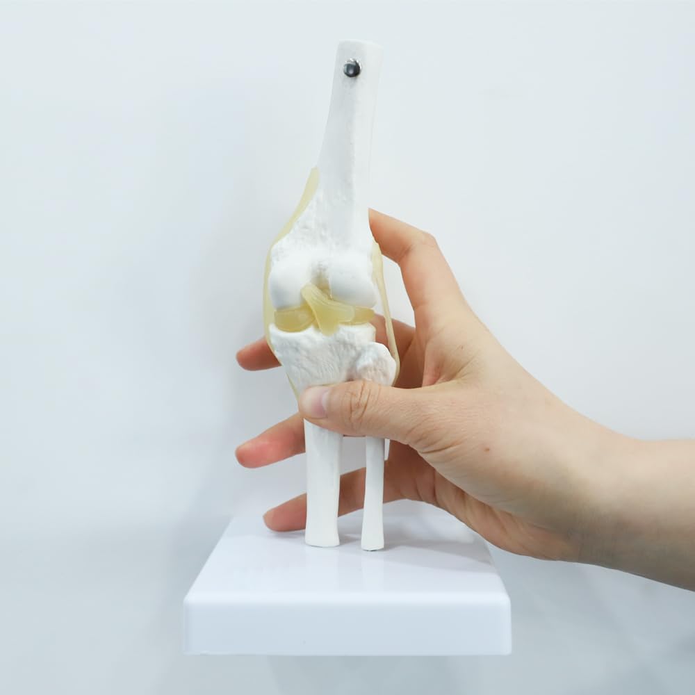 Kids Learning Anatomical Knee Joint Model Display Medical Tool