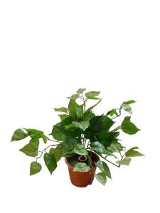 Quality 20 Inches High Artificial Plastic Dieffenbachia For Table Office Decoration wholesale