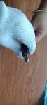 4D32ZT31-22000 Fuel injector for wheel forklift