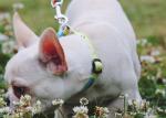 30m Sublimation Dog Leash