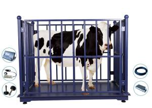 Quality 2M Livestock Weighing Scales , 2000Kg Cow Weight Machine wholesale