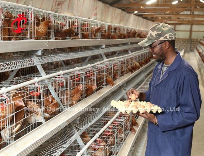 3 Tier 4 Tier 5 Tier Chicken Layer Battery Cage Modern Iris